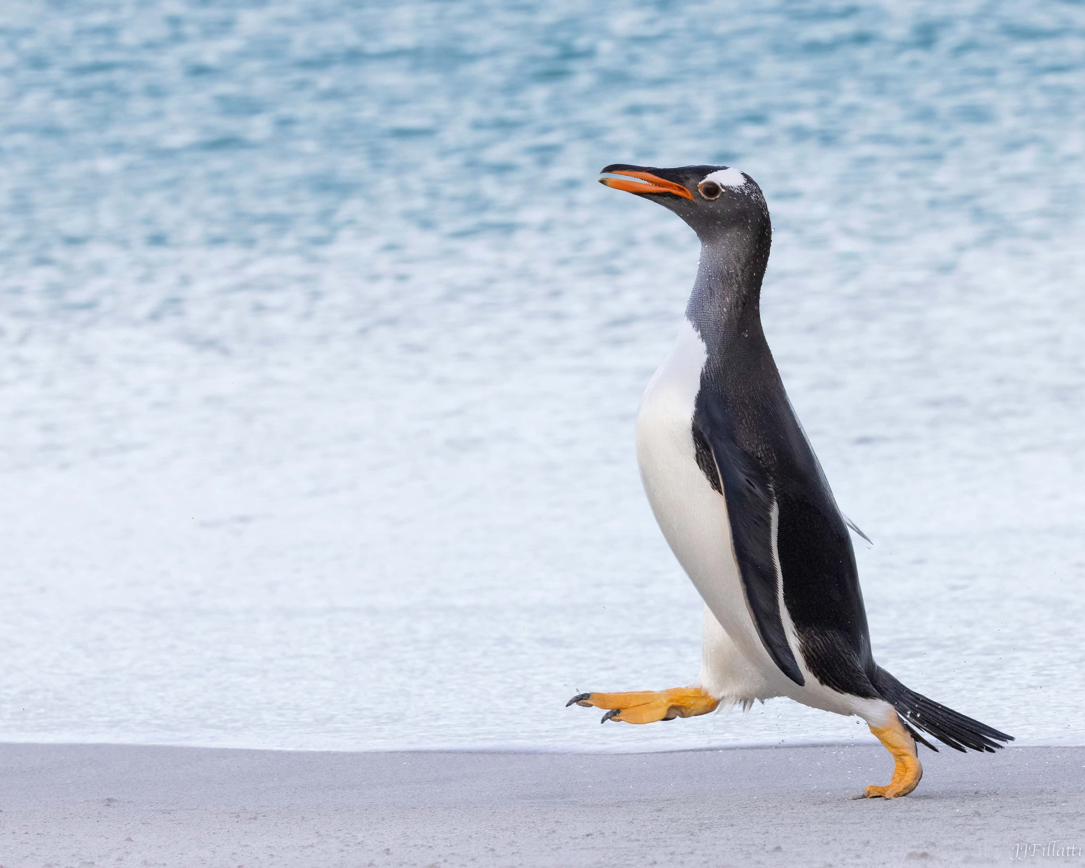 bird of the falklands image 31